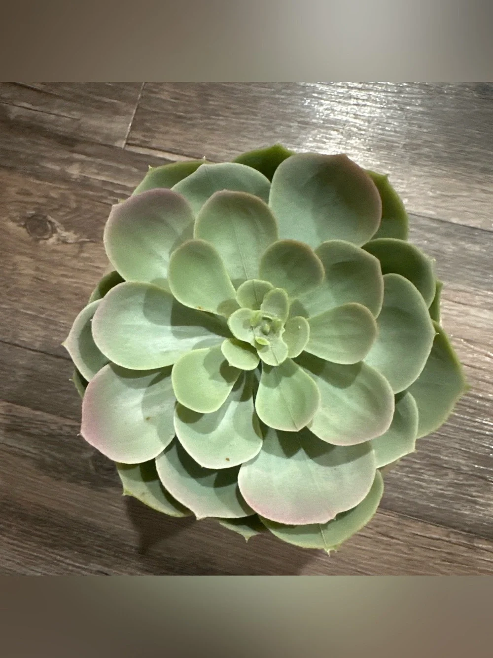 IKEA Artificial Succulent with White Ceramic Plant Holder
